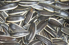 Sunflower seeds shell
