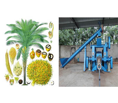 Palm tree and briquette machine